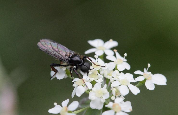 Insetti piante moscerino 