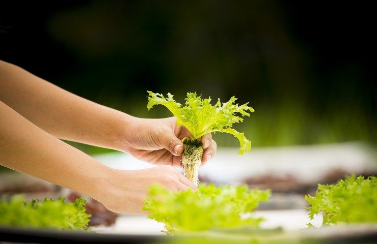 coltura idroponica senza terra