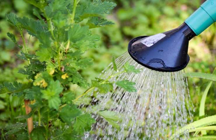 piante e irrigazione consigli 