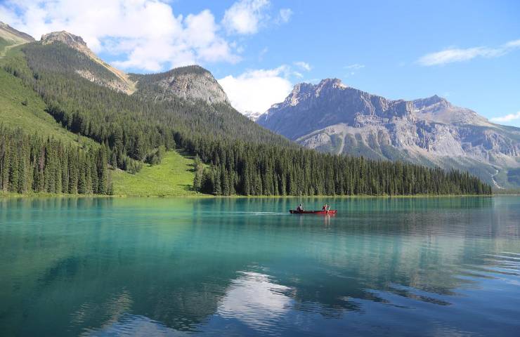 Piantare alberi Alberta 