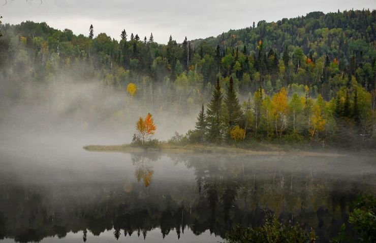 Paintare alberi Canada