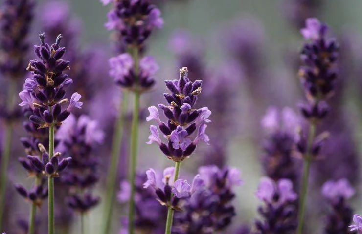 fiori lavanda puzza