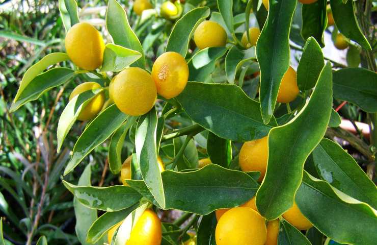potatura limone albero 
