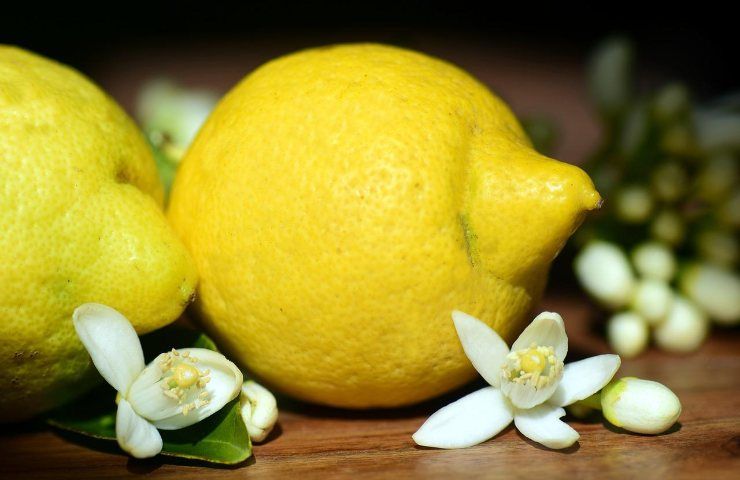 Limoni succosi fiore