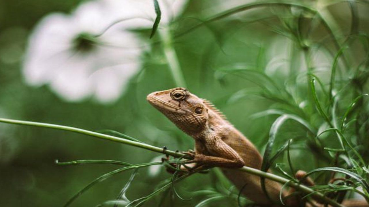 invasione di lucertole la ricetta utile