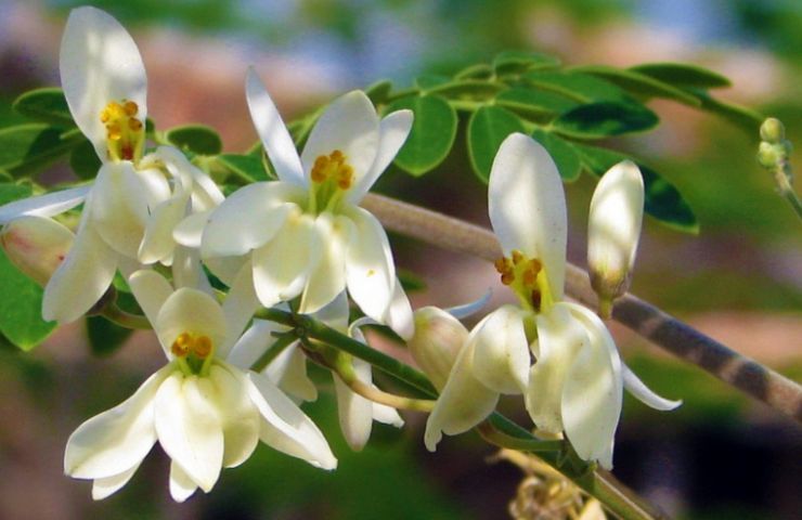 moringa proprietà molteplici sorprendenti