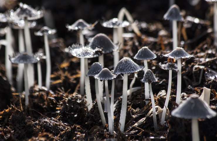 Funghi velenosi foresta 