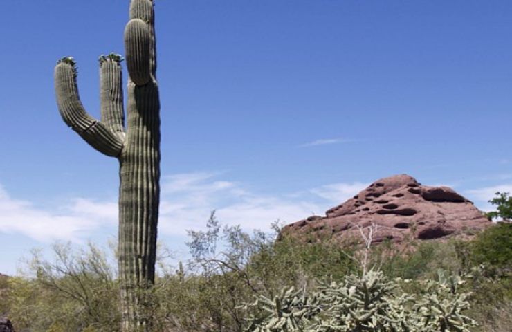 cactus candelabro che cosa sapere