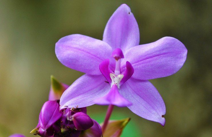 Posizione orchidea lilla 