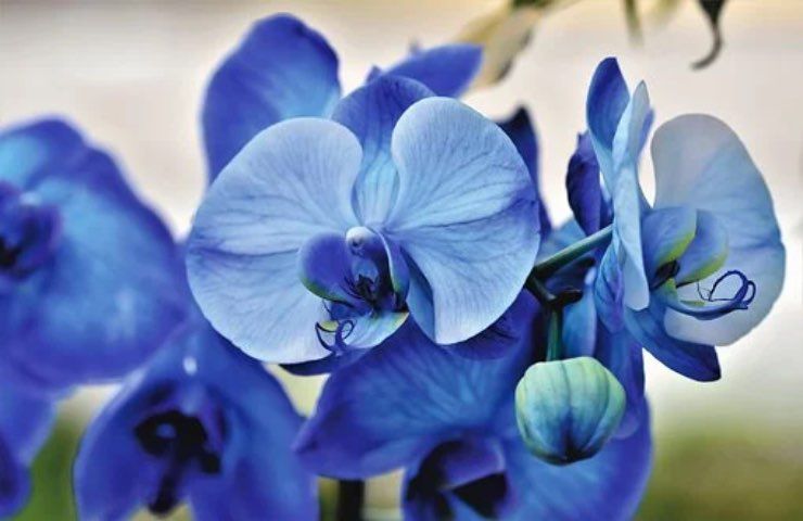 orchidea blu appassita