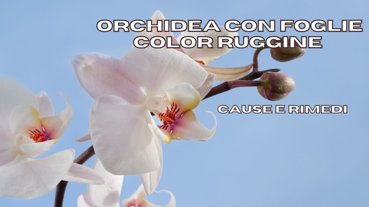 orchidea ruggine come agire