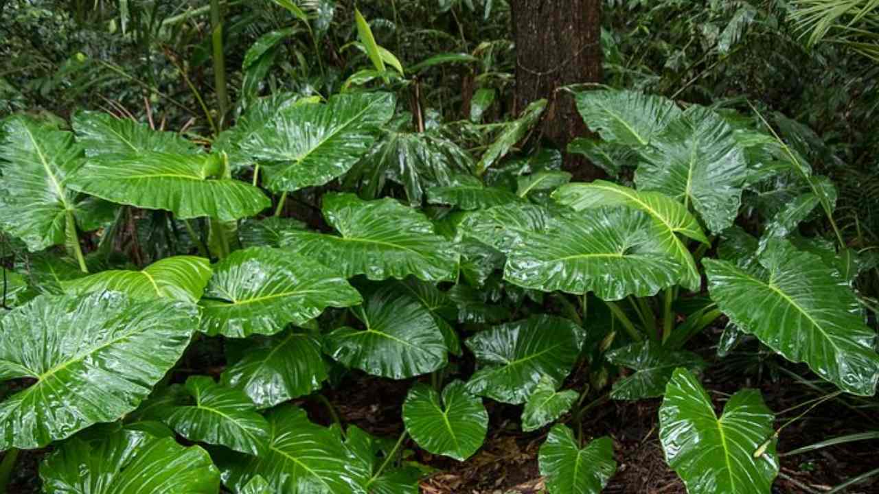 pianta verde tropici