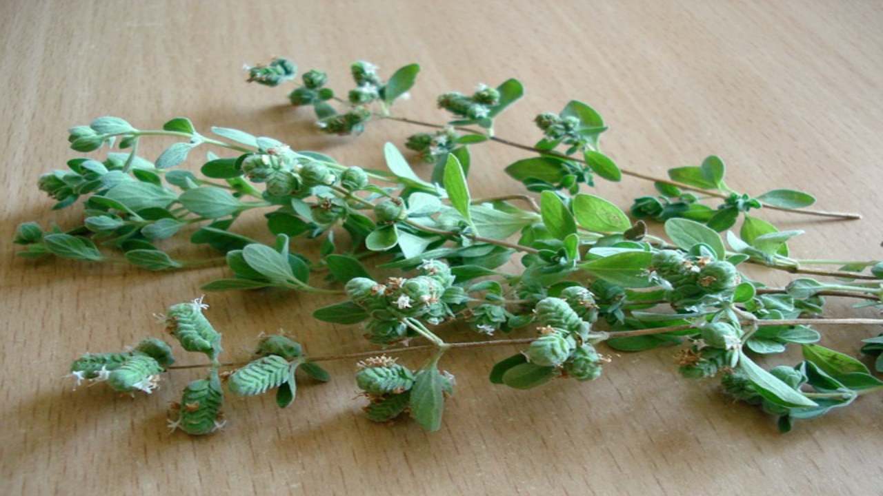 origano riconoscerlo e raccoglierlo