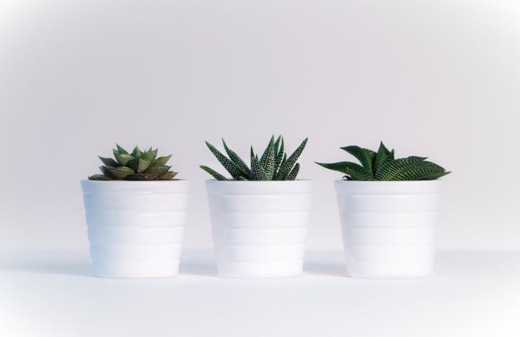 piante grasse vaso