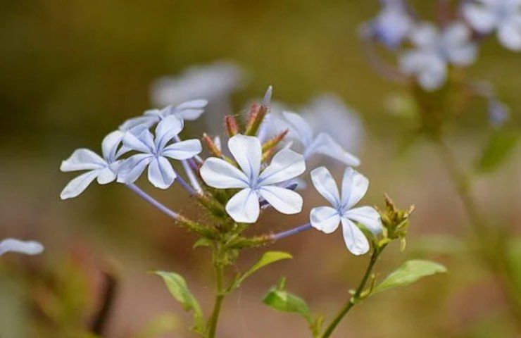 plumbago cura