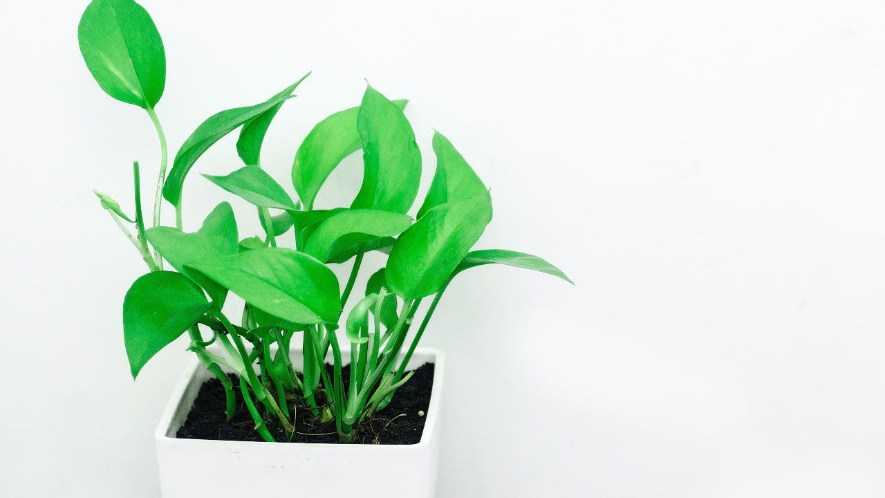 pothos pianta rimedi