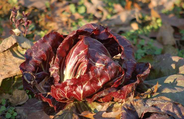 Radicchio conservazione