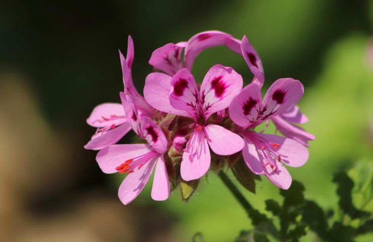 foglie gialle geranio rosa 