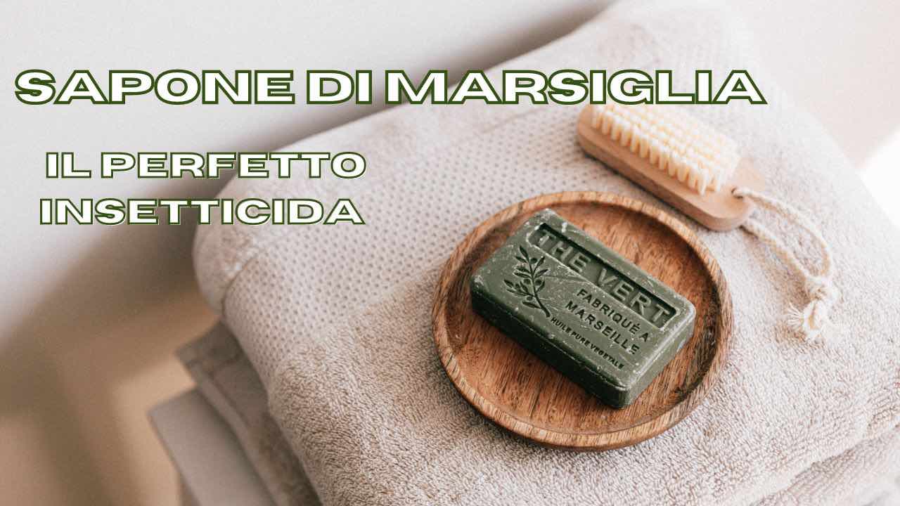 sapone Marsiglia insetticida