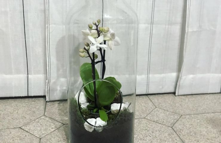 Propagare orchidea bottiglia