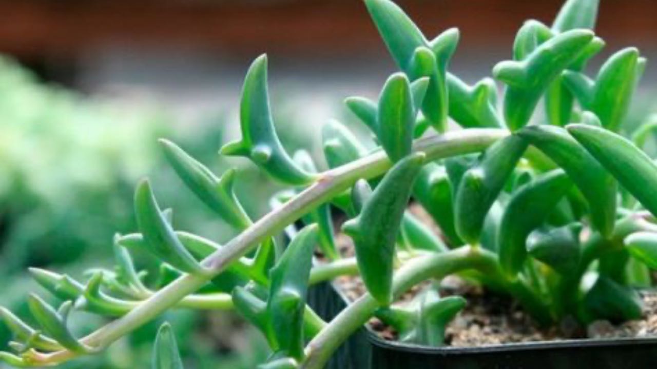 senecio pianta coltivazione