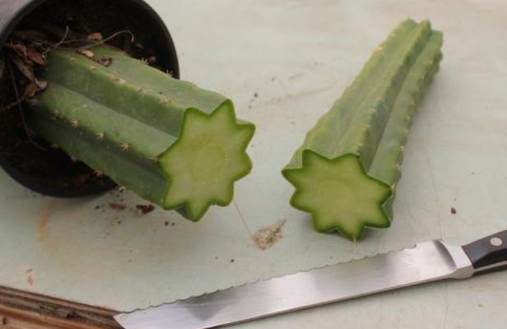 Tipi di cactus
