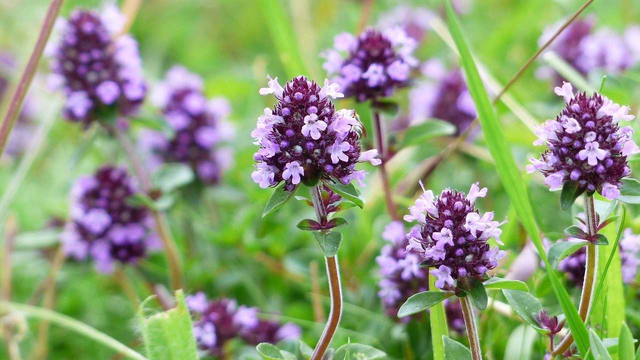 Timo coltivazione fiori