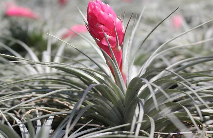 tillandsia pianta aria senza radici