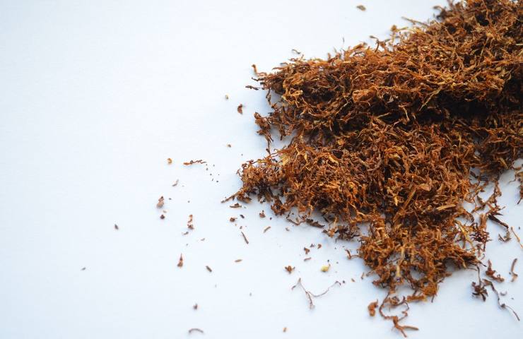 Lumache orto tabacco