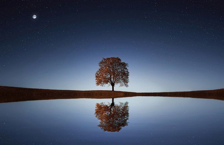 Alberi estinzione lago