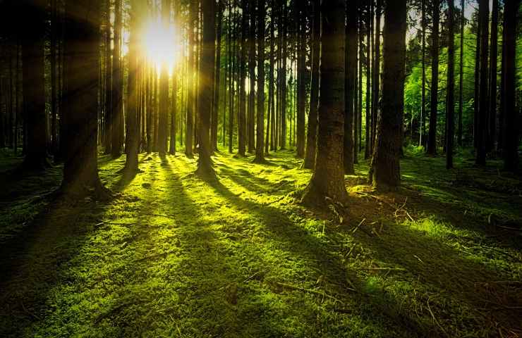 Alberi estinzione foresta 