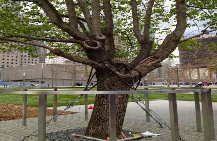 albero ground zero speranza rinascita