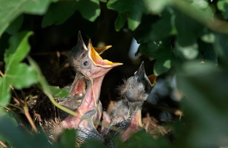 uccellini nido toccarli