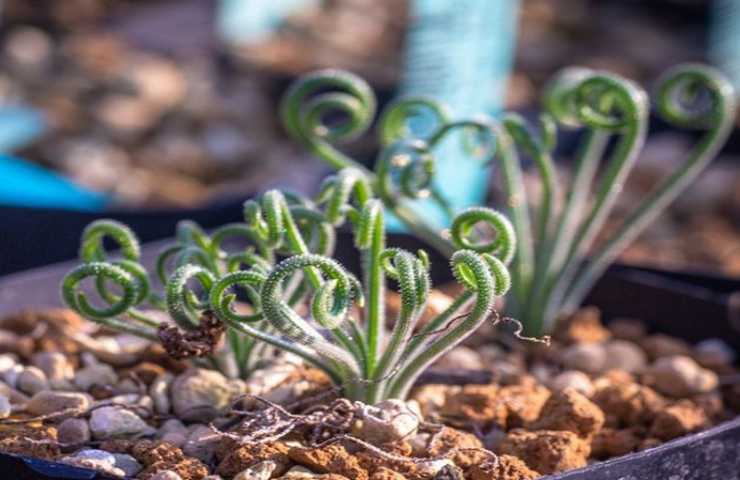 albuca spiralis pianta