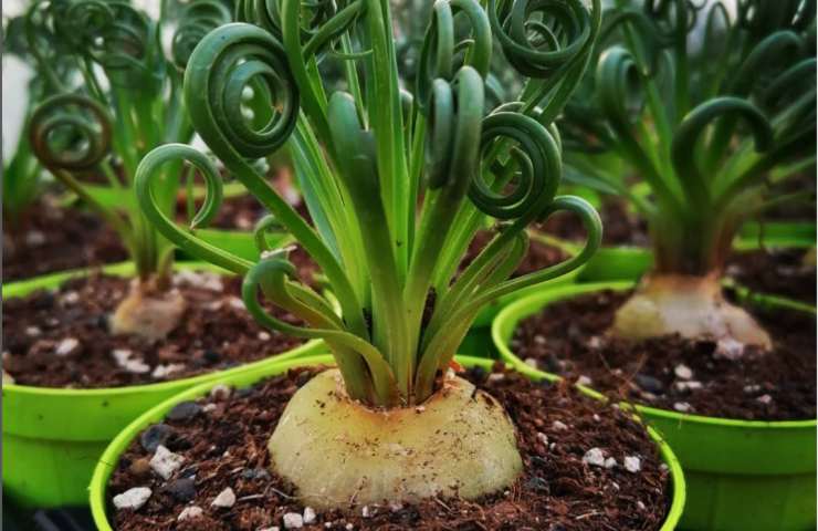 Albuca spiralis consigli green 
