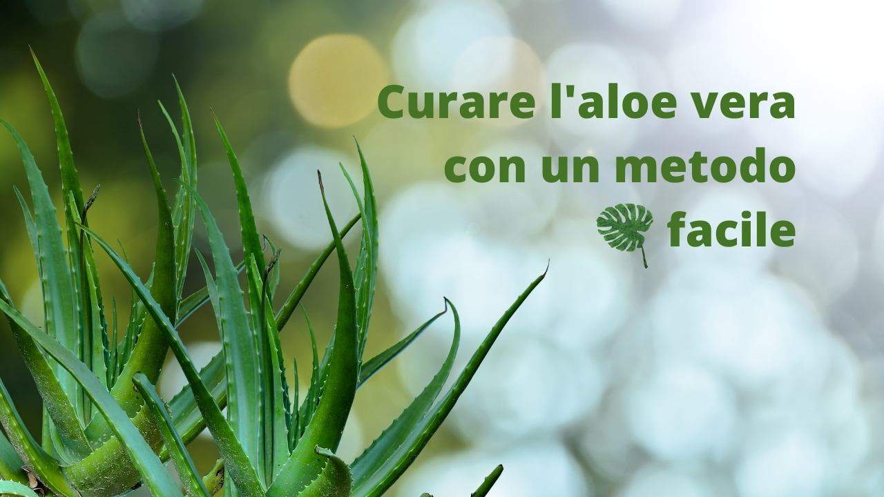 aloe vera sofferente