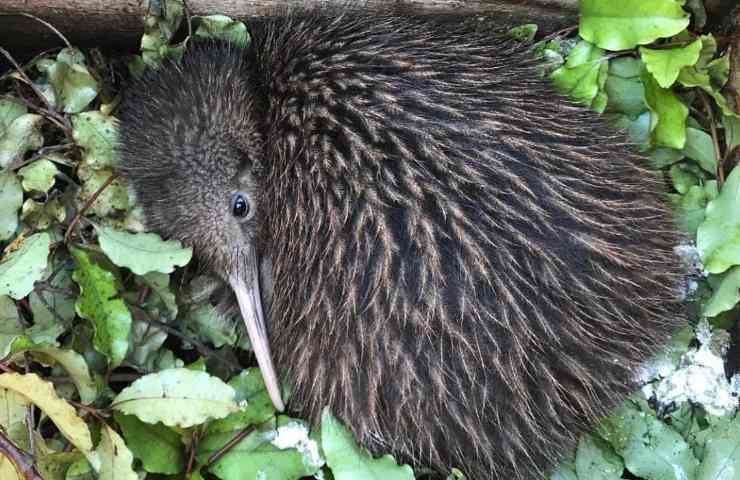 kiwi Apteryx Nuova Zelanda