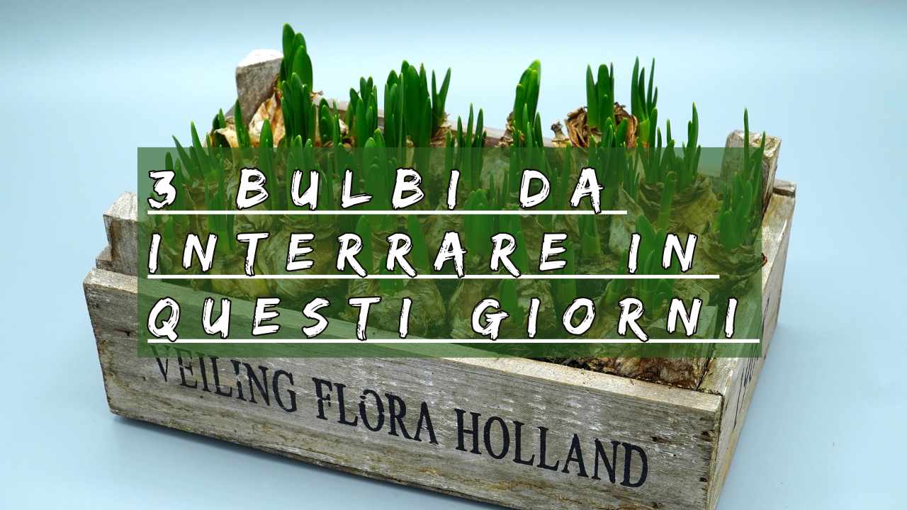 piantare bulbi ottobre