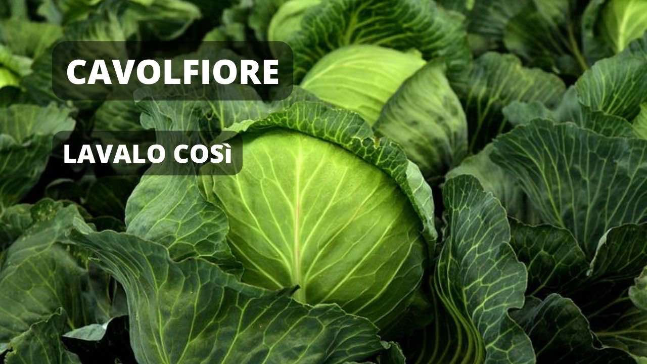 cavolfiore lavalo cosi