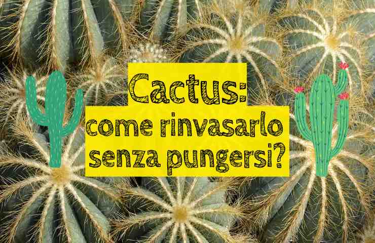 cactus spine coltivazione