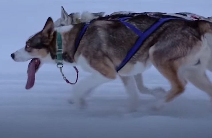 corsa cani slitta Alaska