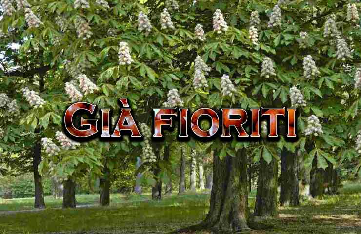 perché castagni sono già fioriti