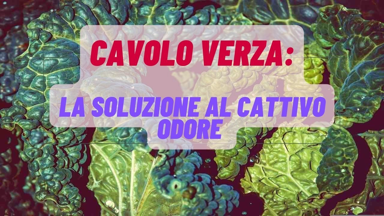 Cavolo verza odore