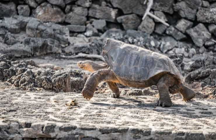 tartarughe Galapagos pericolo estinzione