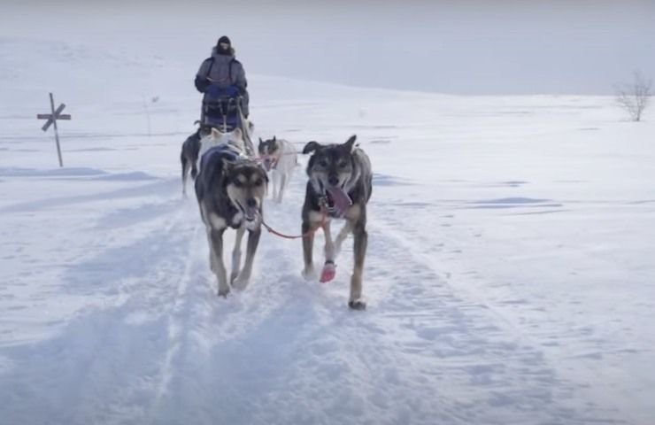 Iditarod Race Alaska