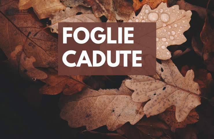 foglie autunno utilizzo