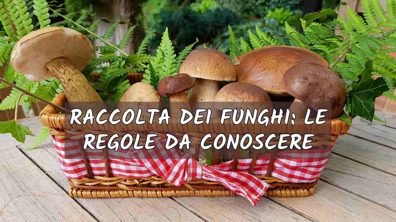 raccolta funghi regole