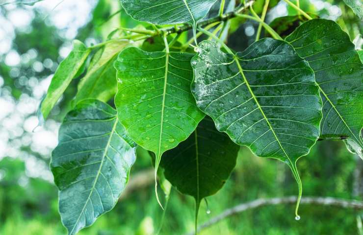 Ficus curiosità 