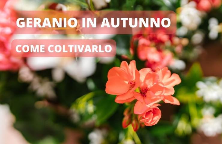 geranio autunno coltivazione