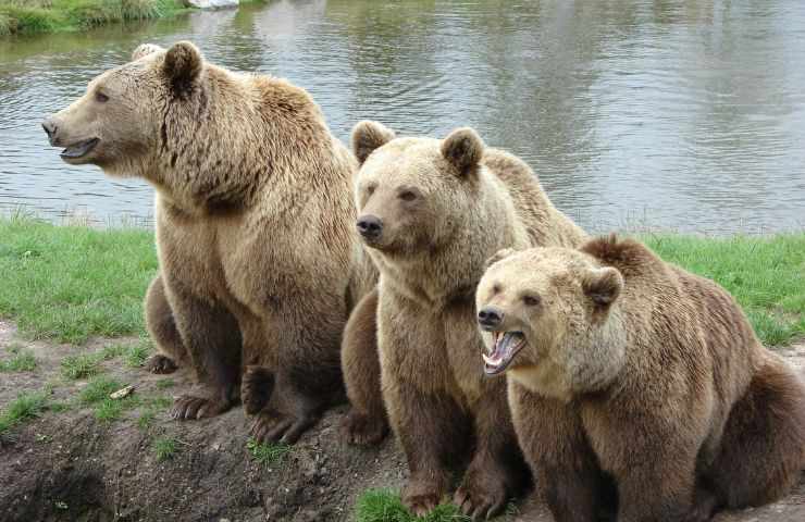 Gruppo orsi comportamenti tenere 